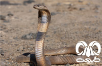 گونه کفچه مار Naja oxiana